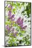 Budding lilac bush, USA-Lisa Engelbrecht-Mounted Photographic Print