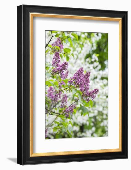 Budding lilac bush, USA-Lisa Engelbrecht-Framed Photographic Print