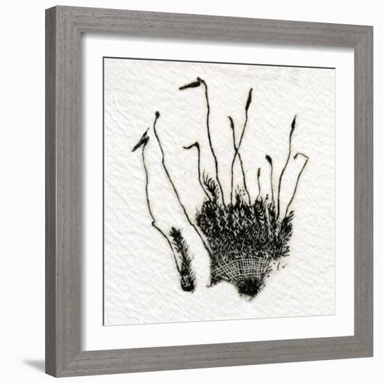 Budding Moss, 2014-Bella Larsson-Framed Giclee Print