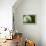 Budding Onion (Allium Cepa)-Matt Freedman-Framed Premier Image Canvas displayed on a wall