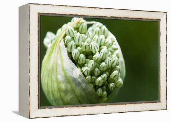 Budding Onion (Allium Cepa)-Matt Freedman-Framed Premier Image Canvas