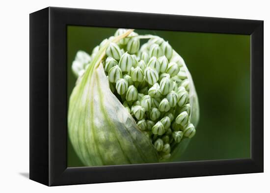 Budding Onion (Allium Cepa)-Matt Freedman-Framed Premier Image Canvas