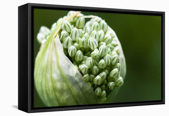 Budding Onion (Allium Cepa)-Matt Freedman-Framed Premier Image Canvas