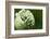 Budding Onion (Allium Cepa)-Matt Freedman-Framed Photographic Print