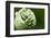 Budding Onion (Allium Cepa)-Matt Freedman-Framed Photographic Print