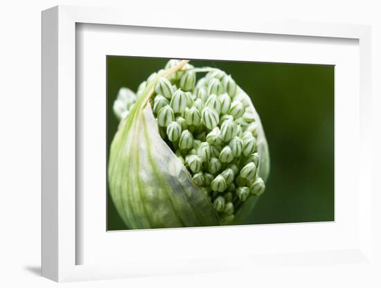 Budding Onion (Allium Cepa)-Matt Freedman-Framed Photographic Print