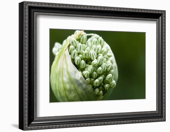 Budding Onion (Allium Cepa)-Matt Freedman-Framed Photographic Print