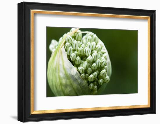 Budding Onion (Allium Cepa)-Matt Freedman-Framed Photographic Print