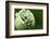 Budding Onion (Allium Cepa)-Matt Freedman-Framed Photographic Print