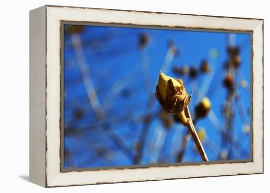Budding Plant-null-Framed Stretched Canvas