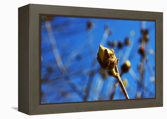 Budding Plant-null-Framed Stretched Canvas