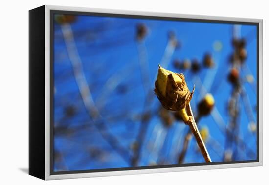 Budding Plant-null-Framed Stretched Canvas