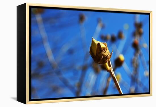 Budding Plant-null-Framed Stretched Canvas
