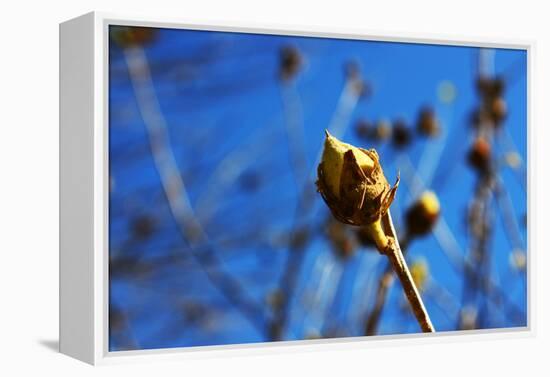 Budding Plant-null-Framed Stretched Canvas