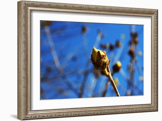 Budding Plant-null-Framed Photo