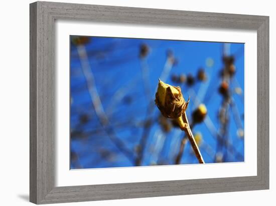 Budding Plant-null-Framed Photo