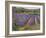 Buddleia and Lavender Field, Montclus, 1993-Timothy Easton-Framed Giclee Print