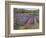 Buddleia and Lavender Field, Montclus, 1993-Timothy Easton-Framed Giclee Print