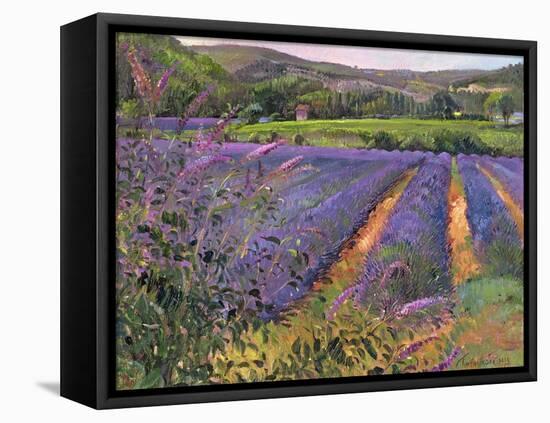 Buddleia and Lavender Field, Montclus, 1993-Timothy Easton-Framed Premier Image Canvas