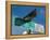 Buddy Holly Avenue, Lubbock, Texas, USA-Ethel Davies-Framed Premier Image Canvas