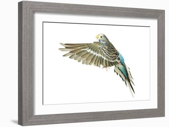 Budgerigar in Flight-null-Framed Photographic Print