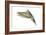 Budgerigar in Flight-null-Framed Photographic Print