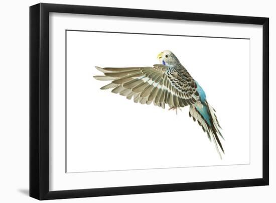 Budgerigar in Flight-null-Framed Photographic Print