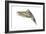 Budgerigar in Flight-null-Framed Photographic Print