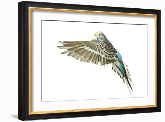 Budgerigar in Flight-null-Framed Photographic Print