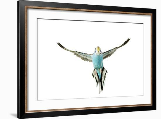 Budgerigar in Flight-null-Framed Photographic Print