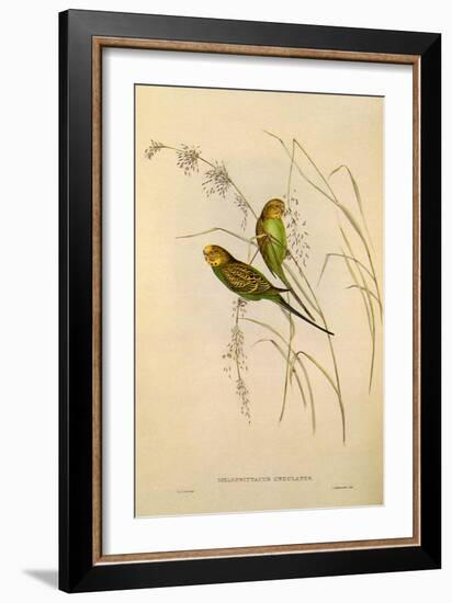 Budgerigar, Melopsittacus Undulatus-Elizabeth Gould-Framed Giclee Print