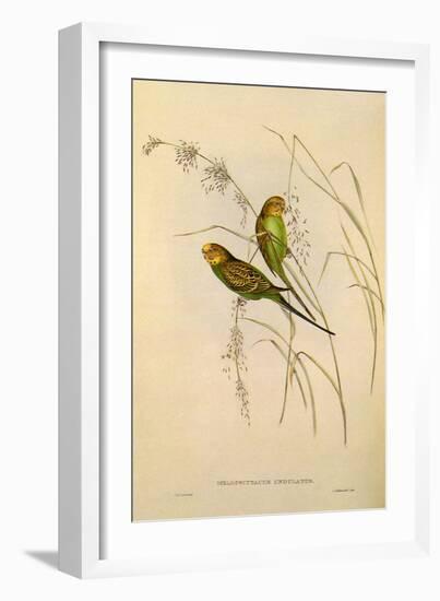 Budgerigar, Melopsittacus Undulatus-Elizabeth Gould-Framed Giclee Print