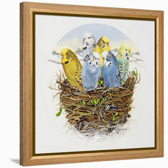 Budgerigars in a Nest, 1995-E.B. Watts-Framed Premier Image Canvas