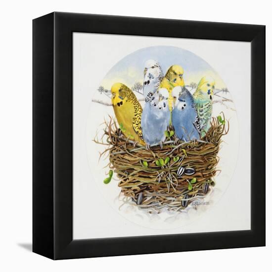 Budgerigars in a Nest, 1995-E.B. Watts-Framed Premier Image Canvas