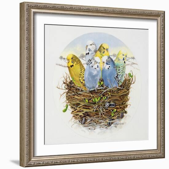 Budgerigars in a Nest, 1995-E.B. Watts-Framed Giclee Print