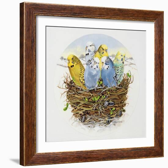 Budgerigars in a Nest, 1995-E.B. Watts-Framed Giclee Print