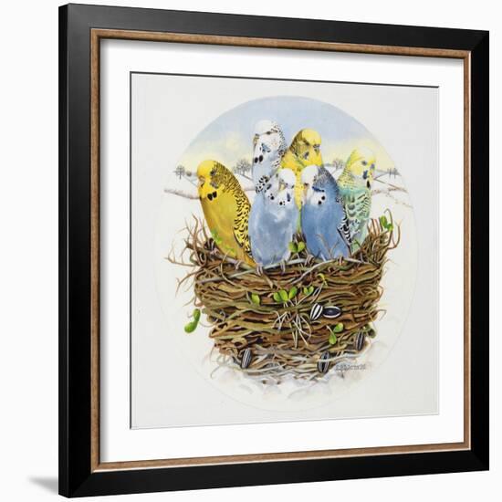 Budgerigars in a Nest, 1995-E.B. Watts-Framed Giclee Print