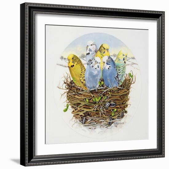 Budgerigars in a Nest, 1995-E.B. Watts-Framed Giclee Print