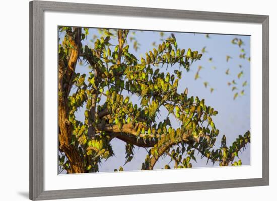 Budgerigars (Melopsittacus undulatus), flocking to find water, Northern Territory, Australia-Paul Williams-Framed Photographic Print