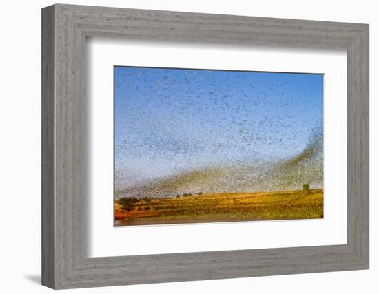 Budgerigars (Melopsittacus undulatus) flocking to find water, Northern Territory, Australia-Paul Williams-Framed Photographic Print