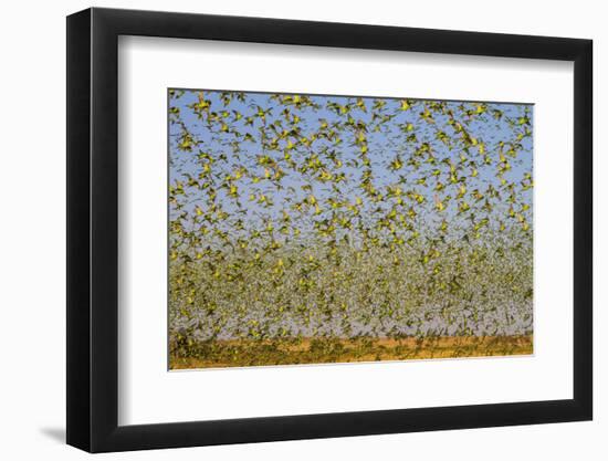 Budgerigars (Melopsittacus undulatus) flocking to find water, Northern Territory, Australia-Paul Williams-Framed Photographic Print