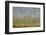 Budgerigars (Melopsittacus undulatus) flocking to find water, Northern Territory, Australia-Paul Williams-Framed Photographic Print