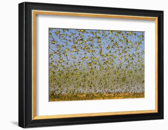 Budgerigars (Melopsittacus undulatus) flocking to find water, Northern Territory, Australia-Paul Williams-Framed Photographic Print