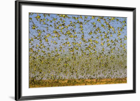 Budgerigars (Melopsittacus undulatus) flocking to find water, Northern Territory, Australia-Paul Williams-Framed Photographic Print