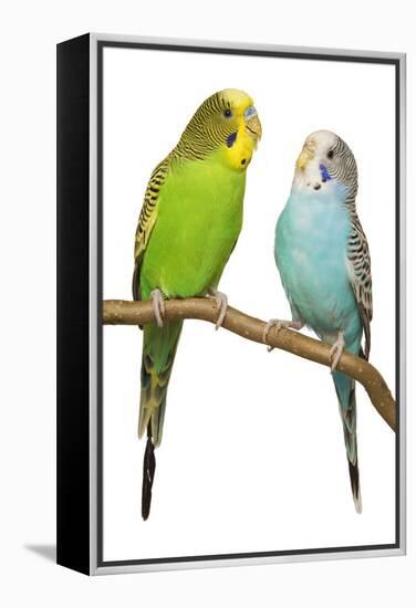 Budgerigars on Perch-null-Framed Premier Image Canvas