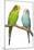 Budgerigars on Perch-null-Mounted Photographic Print