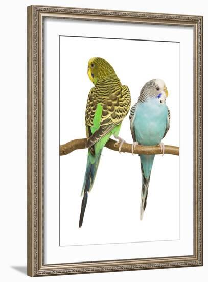 Budgerigars Two on Perch-null-Framed Photographic Print