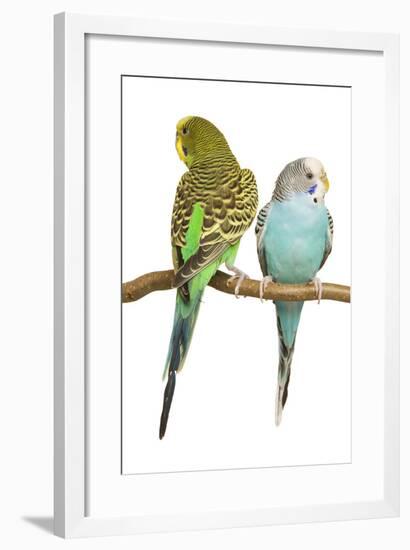 Budgerigars Two on Perch-null-Framed Photographic Print