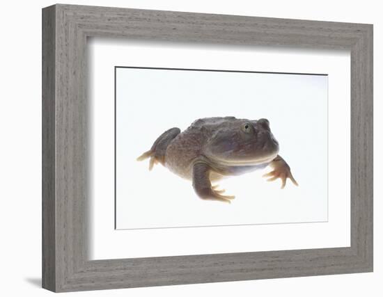 Budgett's Frog-DLILLC-Framed Photographic Print