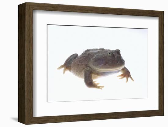 Budgett's Frog-DLILLC-Framed Photographic Print